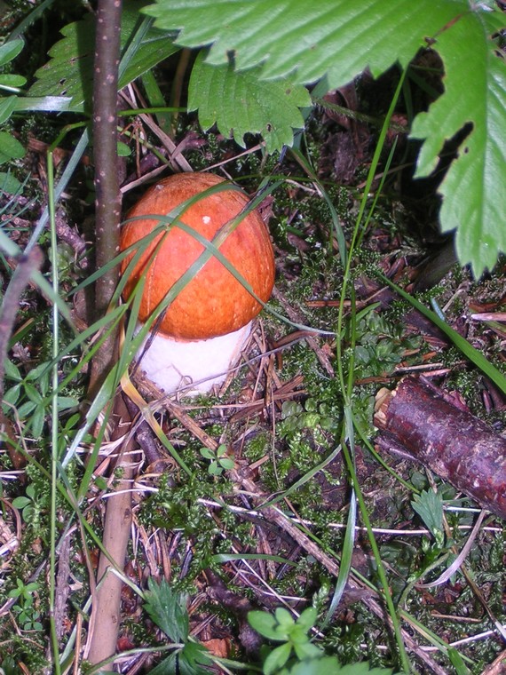 kozár osikový Leccinum albostipitatum den Bakker & Noordel.