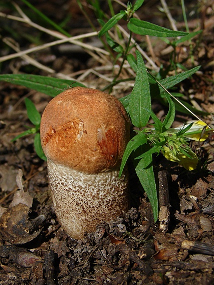 kozák dubový Leccinum aurantiacum (Bull.) Gray