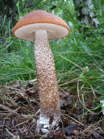 kozák dubový Leccinum aurantiacum (Bull.) Gray