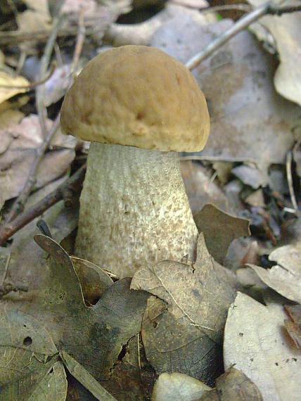 kozák hrabový Leccinum pseudoscabrum (Kallenb.) Šutara