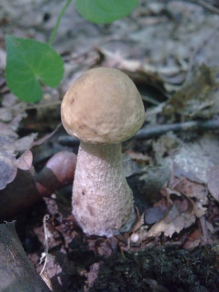 kozák hrabový Leccinum pseudoscabrum (Kallenb.) Šutara