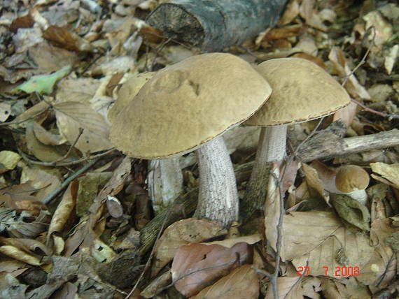 kozák hrabový Leccinum pseudoscabrum (Kallenb.) Šutara