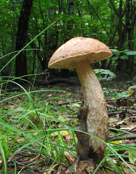 kozák brezový Leccinum scabrum (Bull.) Gray