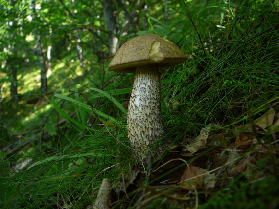 kozák brezový Leccinum scabrum (Bull.) Gray