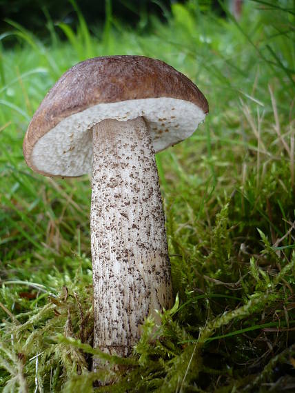 kozák brezový  Leccinum scabrum (Bull.) Gray