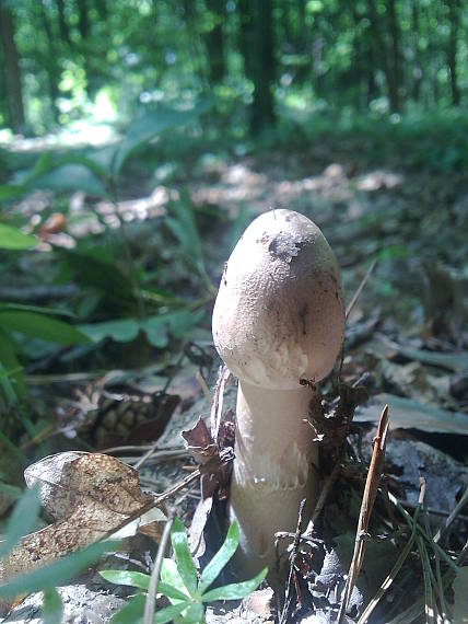 bedľa vysoká Macrolepiota procera (Scop.) Singer