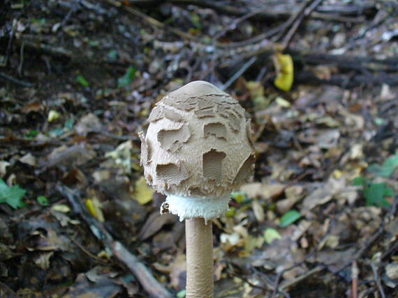 bedľa vysoká Macrolepiota procera (Scop.) Singer