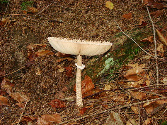 bedľa vysoká Macrolepiota procera (Scop.) Singer