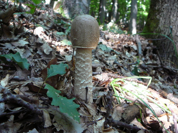 bedľa vysoká Macrolepiota procera (Scop.) Singer