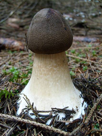 bedľa vysoká Macrolepiota procera (Scop.) Singer