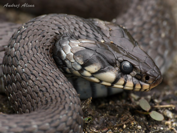 užovka obojková Natrix natrix