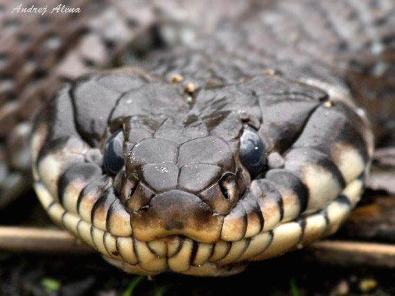 užovka obojková Natrix natrix