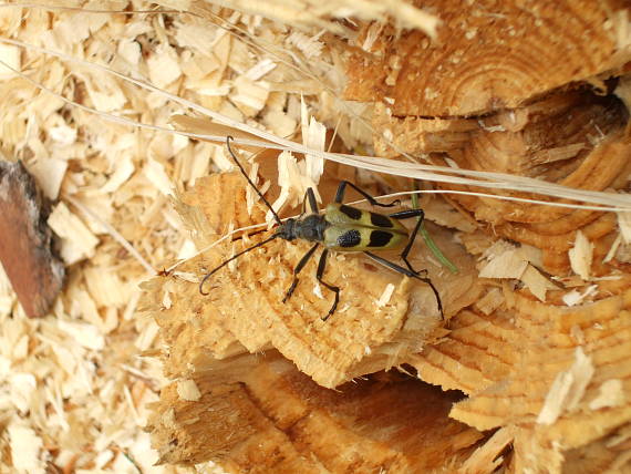 fuzáč štvorškvrnný Pachyta quadrimaculata Linnaeus 1758