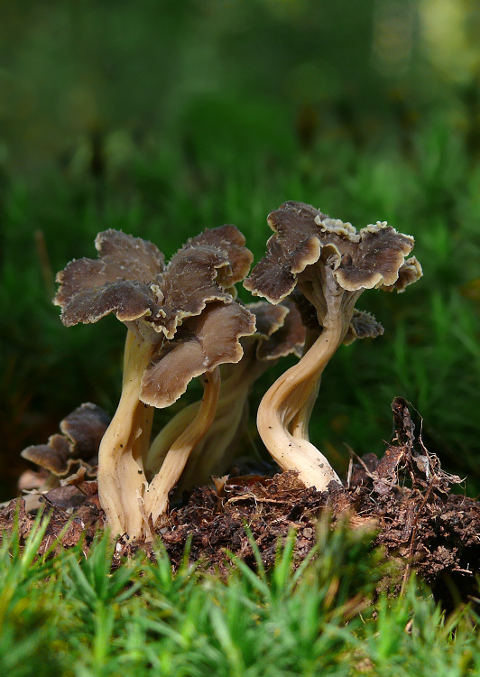 palievik kučeravý Pseudocraterellus undulatus (Pers.) Rauschert