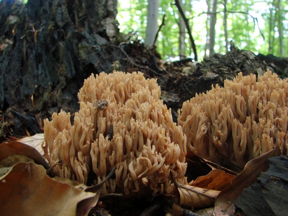 strapačka Ramaria sp.