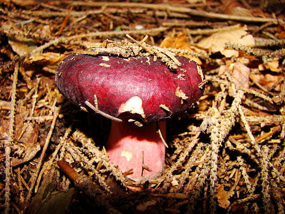 plávka vínovočervená Russula xerampelina (Schaeff.) Fr.