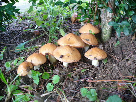 masliak Suillus sp.