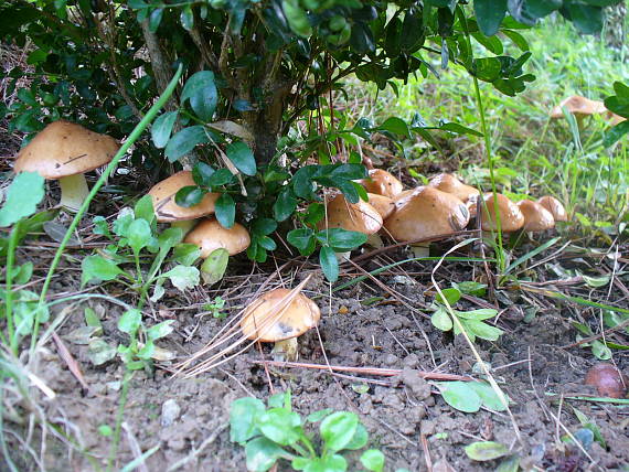 masliak Suillus sp.