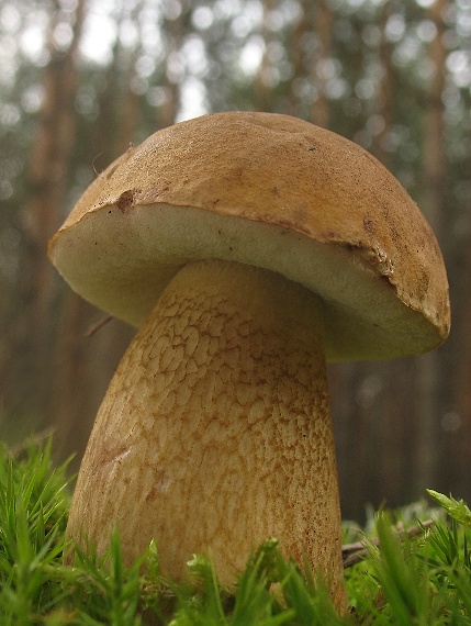 podhríb žlčový Tylopilus felleus (Bull.) P. Karst.