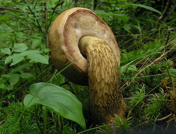 podhríb žlčový Tylopilus felleus (Bull.) P. Karst.