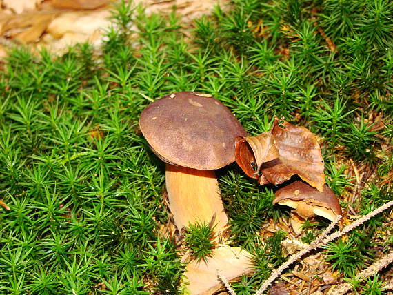 suchohríb Xerocomus sp.