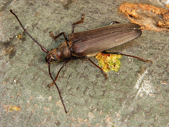 fúzač drsnotykadlový Aegosoma (Megopis)scabricornis