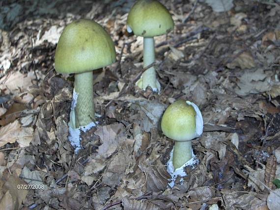 muchotrávka zelená! Amanita phalloides (Vaill. ex Fr.) Link