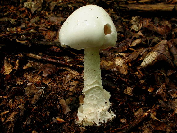 muchotrávka končistá Amanita virosa Bertill.