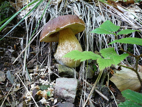 hríb smrekový Boletus edulis Bull.