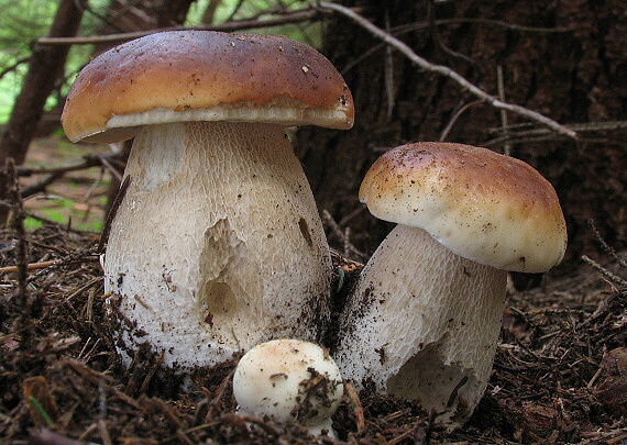 hríb smrekový Boletus edulis Bull.