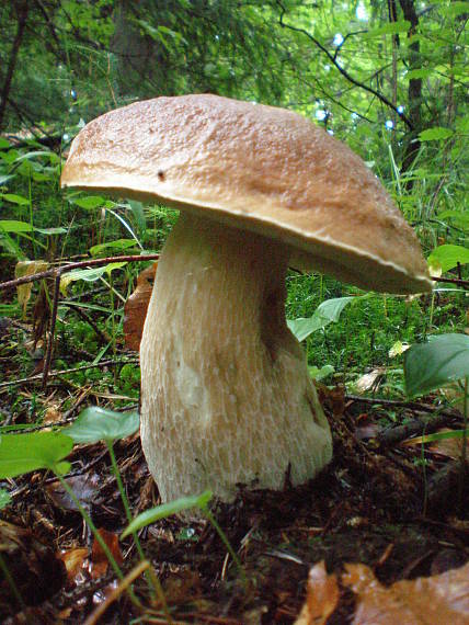 hríb smrekový Boletus edulis Bull.