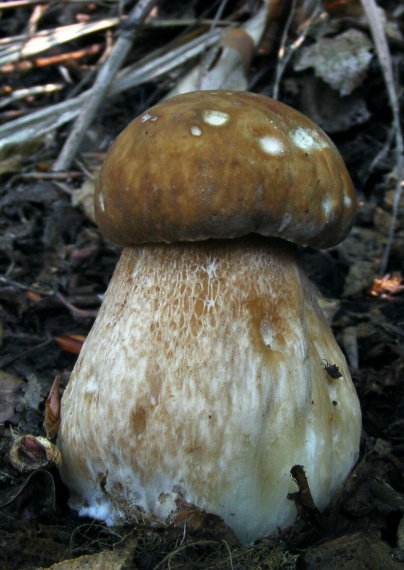 hríb dubový Boletus reticulatus Schaeff.