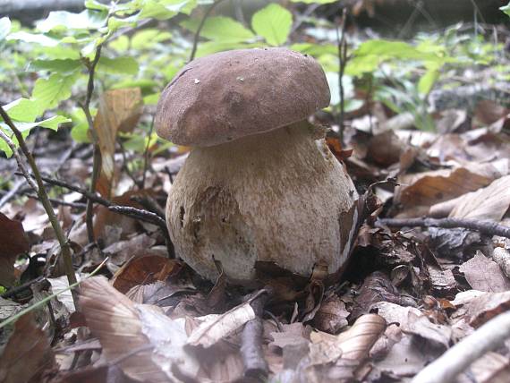 hríb dubový Boletus reticulatus Schaeff.