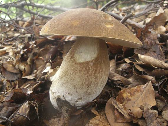 hríb dubový Boletus reticulatus Schaeff.