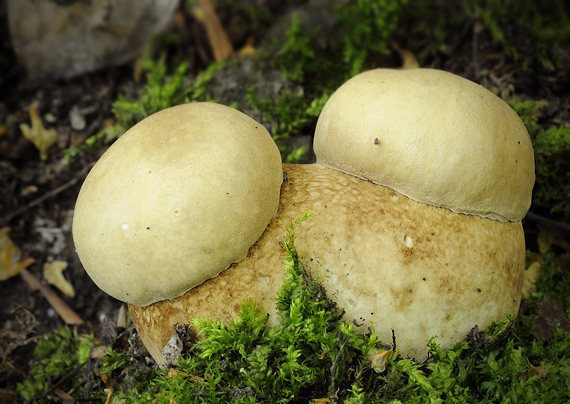 hríb dubový Boletus reticulatus Schaeff.