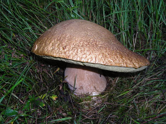 krásavec Boletus reticulatus Schaeff.