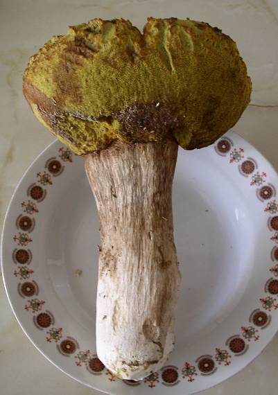 hríb Boletus sp.