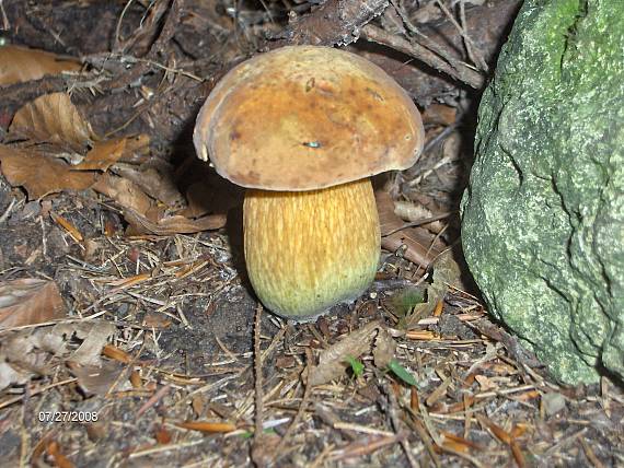 hríb Boletus sp.