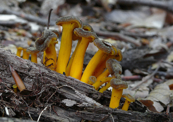 kuriatko žltohnedé Cantharellus lutescens Fr.