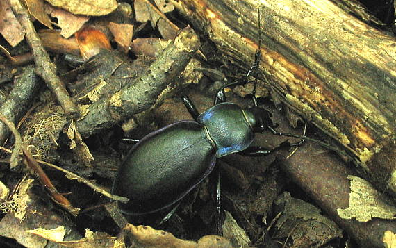 bystruška fialová Carabus violaceus