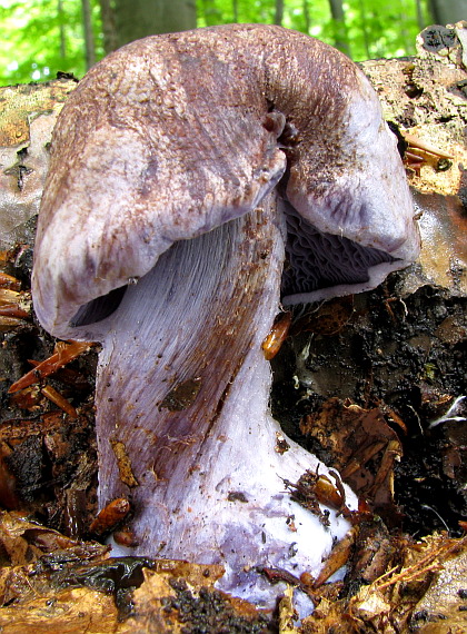 pavučinovec Cortinarius sp.