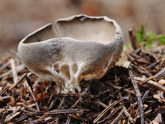 chriapač Helvella sp.