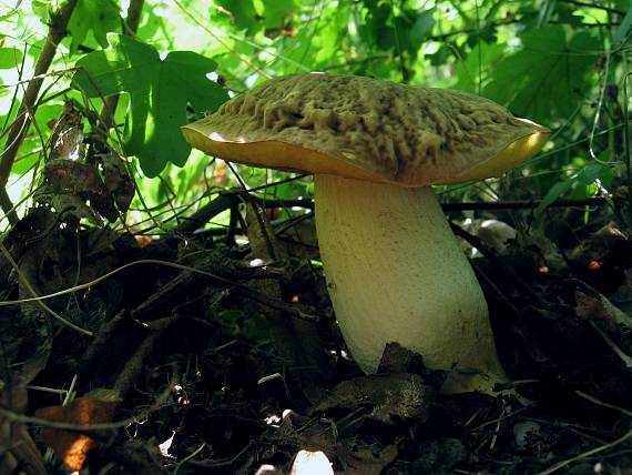 hřib skvrnitý Hemileccinum depilatum (Redeuilh) Šutara