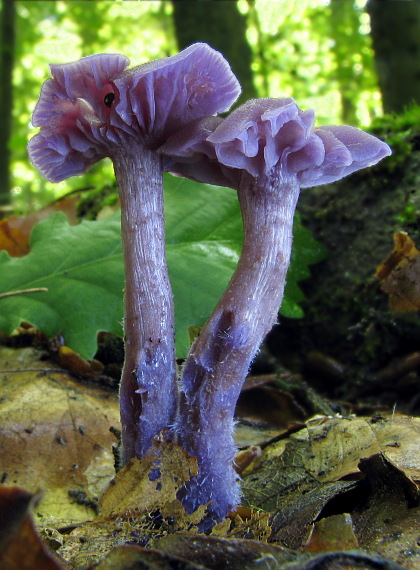 lakovka ametystová Laccaria amethystina (Huds.) Cooke