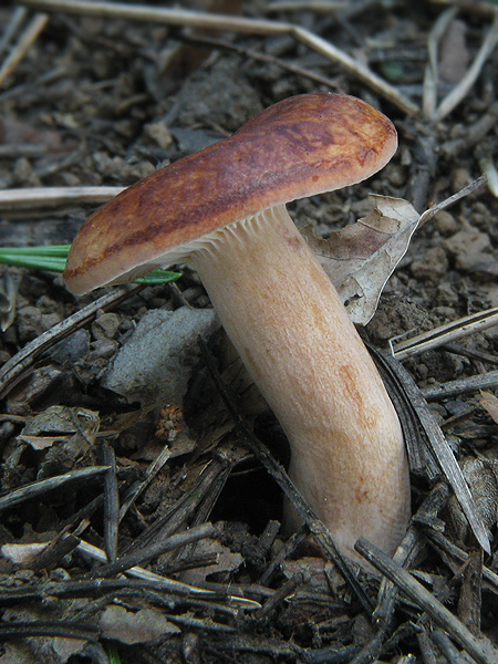 rýdzik Lactarius sp.