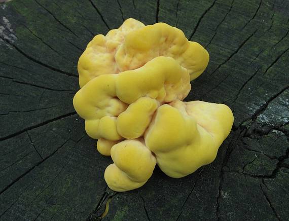 sírovec žlutooranžový Laetiporus sulphureus (Bull.) Murrill