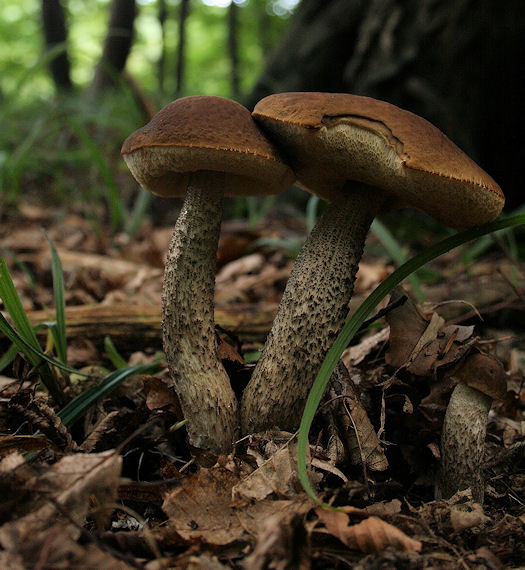 kozák hrabový Leccinum pseudoscabrum (Kallenb.) Šutara