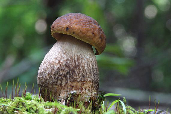 kozák hrabový Leccinum pseudoscabrum (Kallenb.) Šutara