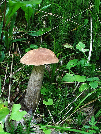 kozák brezový Leccinum scabrum (Bull.) Gray