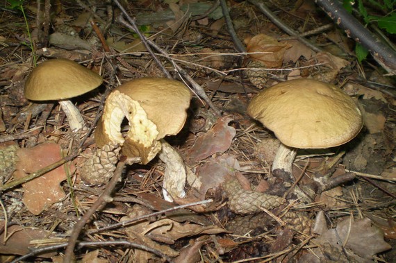 kozák brezový Leccinum scabrum (Bull.) Gray